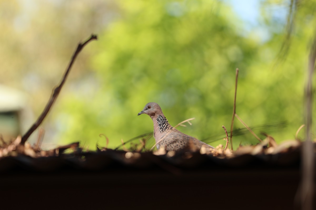 Spotted Dove - ML436887681