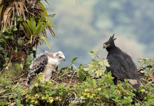Adult with juvenile in nest in April near Baeza, Ecuador. - Black-and-chestnut Eagle - 