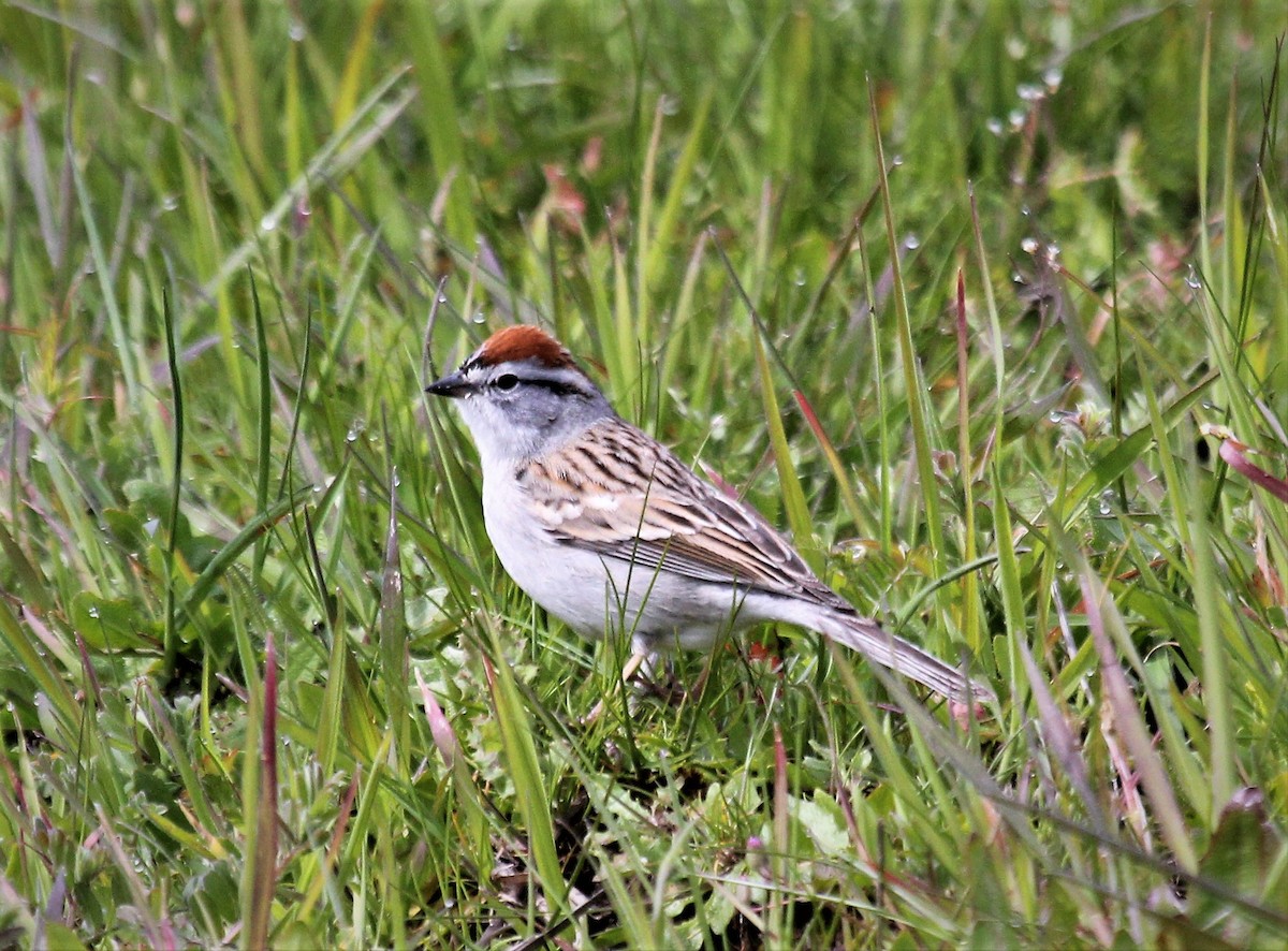 Chipping Sparrow - ML436891641