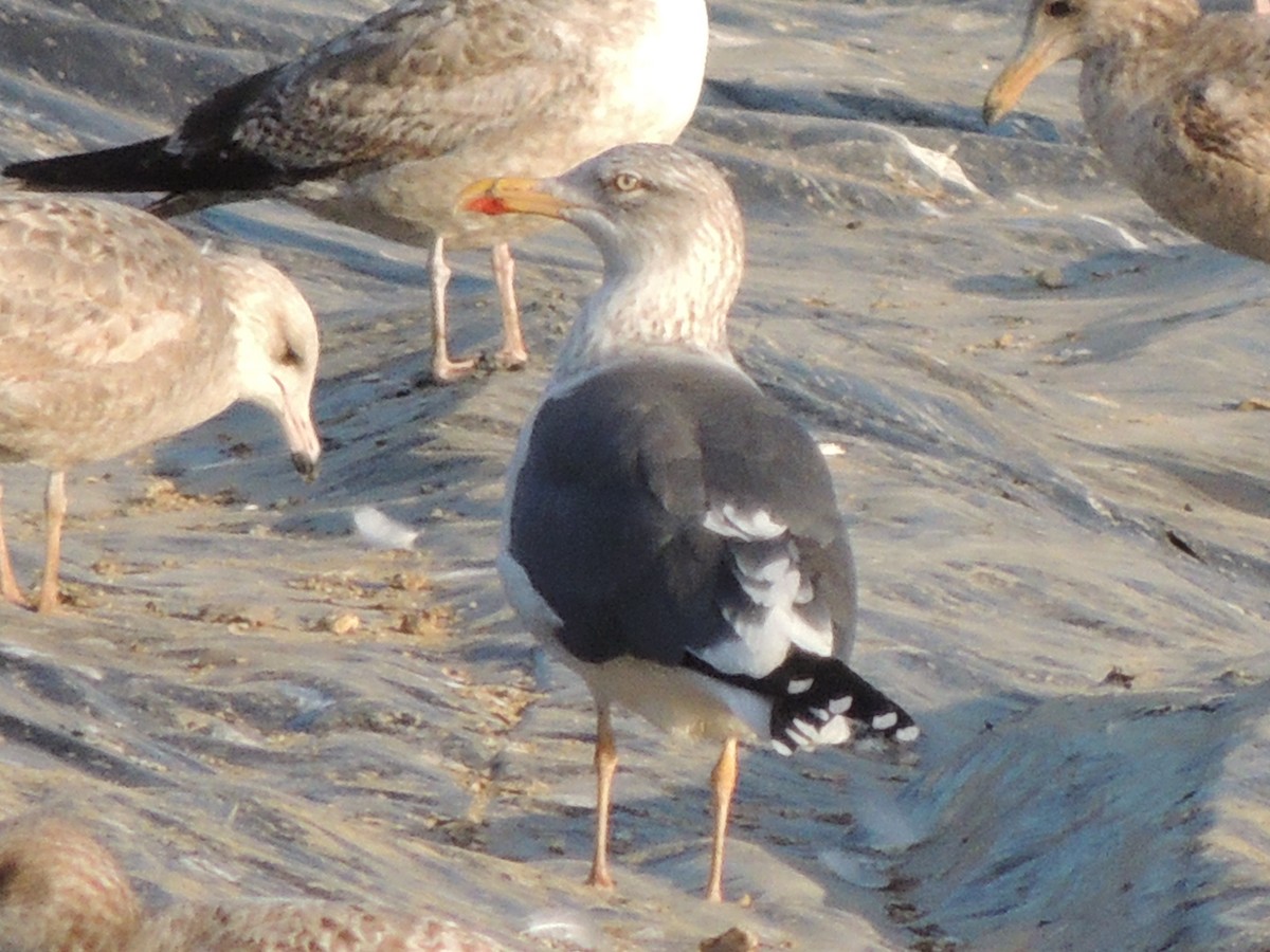 Lesser Black-backed Gull (graellsii) - Randy Wardle