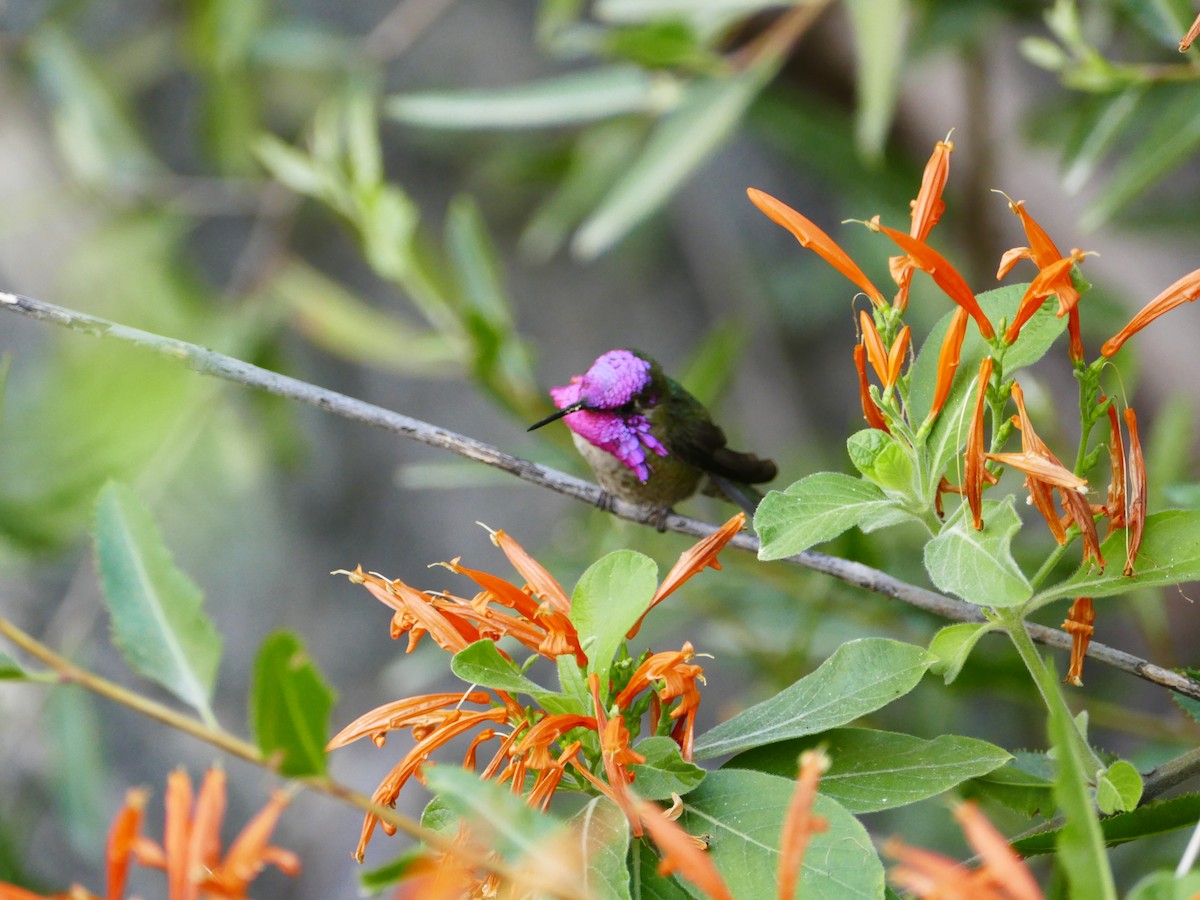Costa's Hummingbird - ML436897111