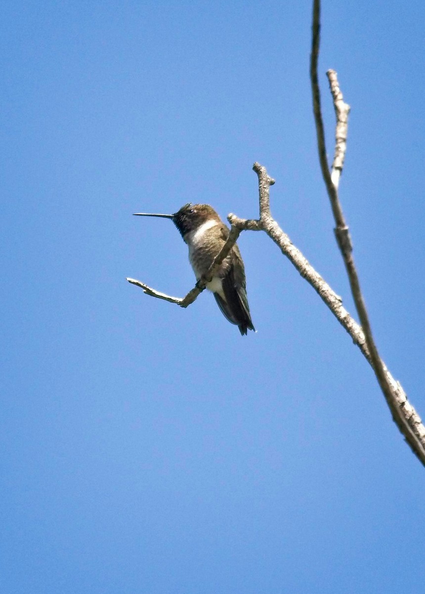 Black-chinned Hummingbird - Christopher Adler