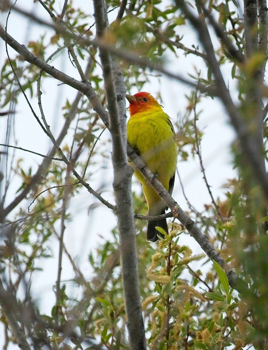 Western Tanager - ML436897531