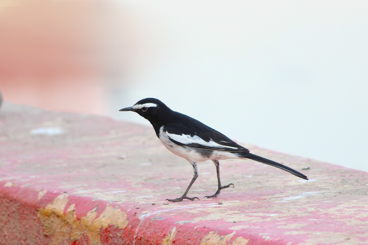 White-browed Wagtail - ML43689921