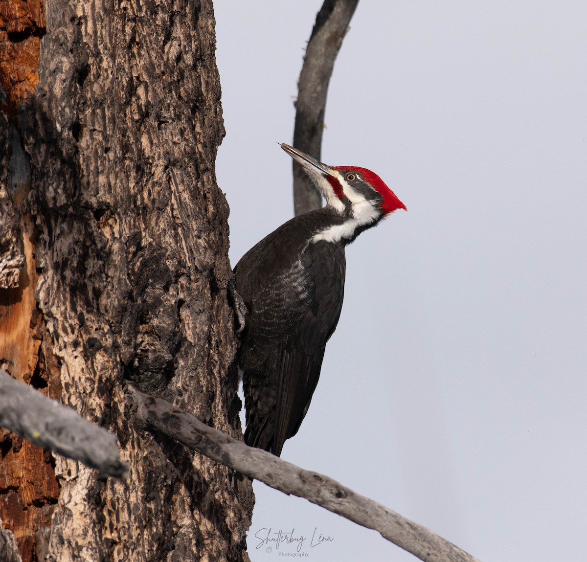 Pileated Woodpecker - ML436900231