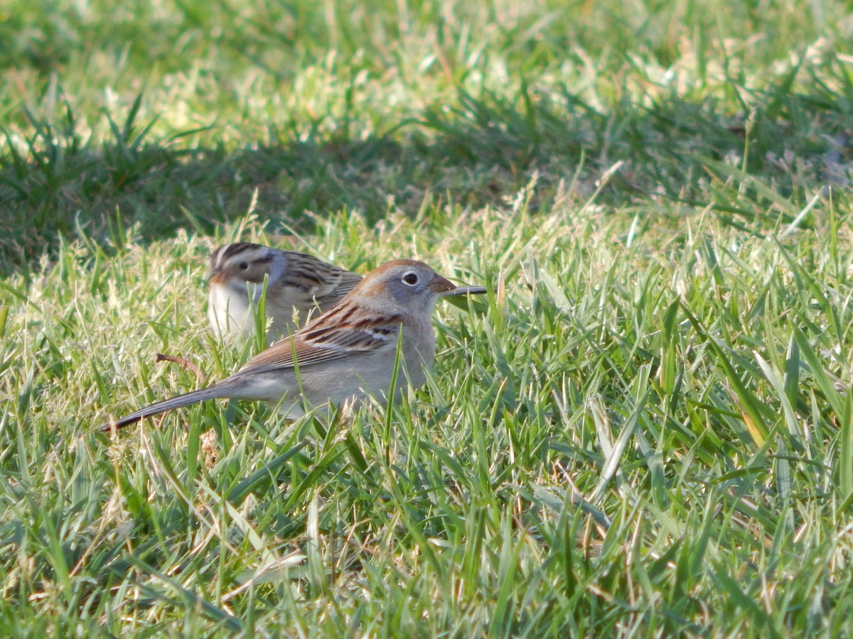 Field Sparrow - Steve Stone