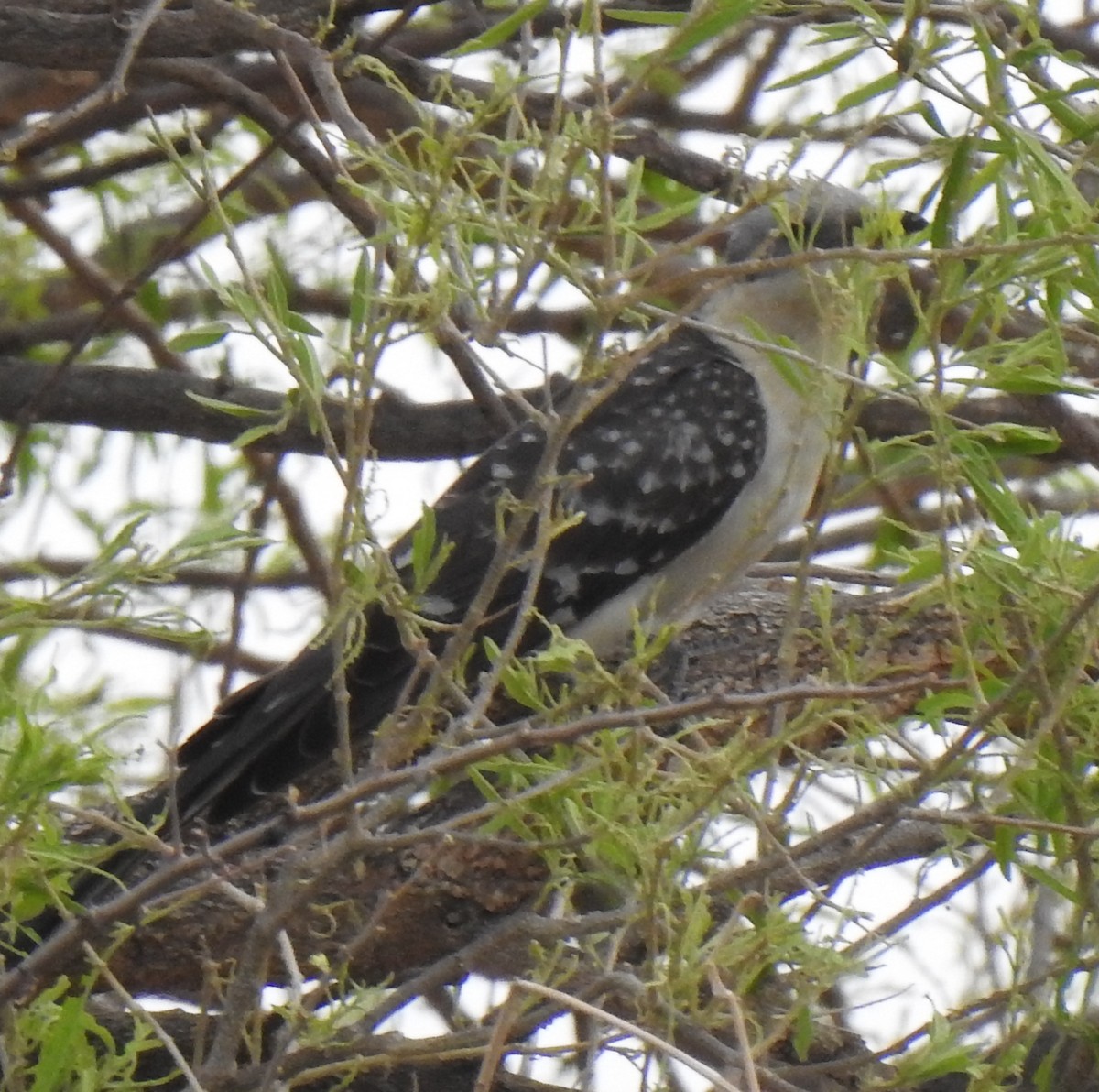 Great Spotted Cuckoo - ML436901841