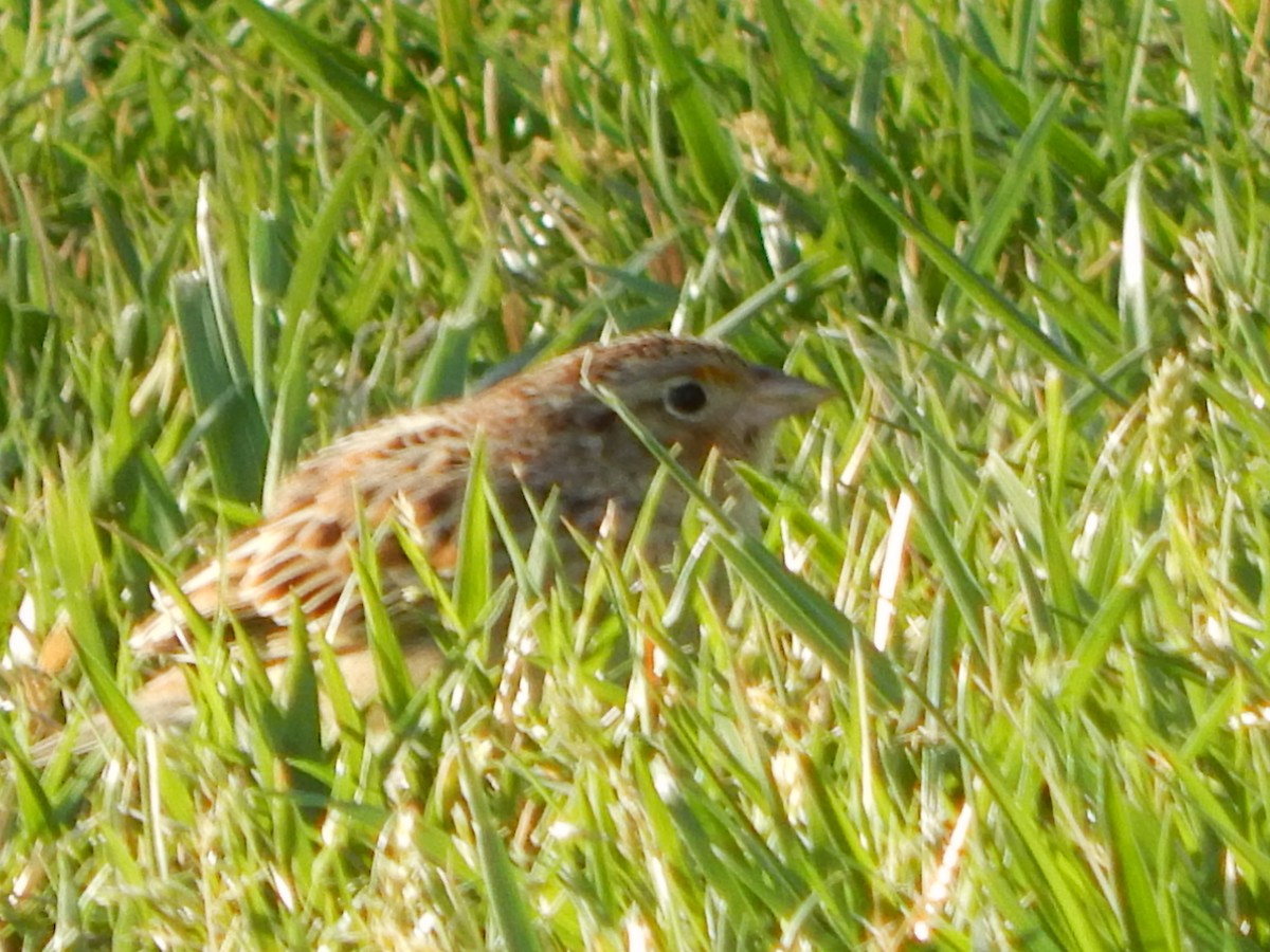 Grasshopper Sparrow - ML436902261