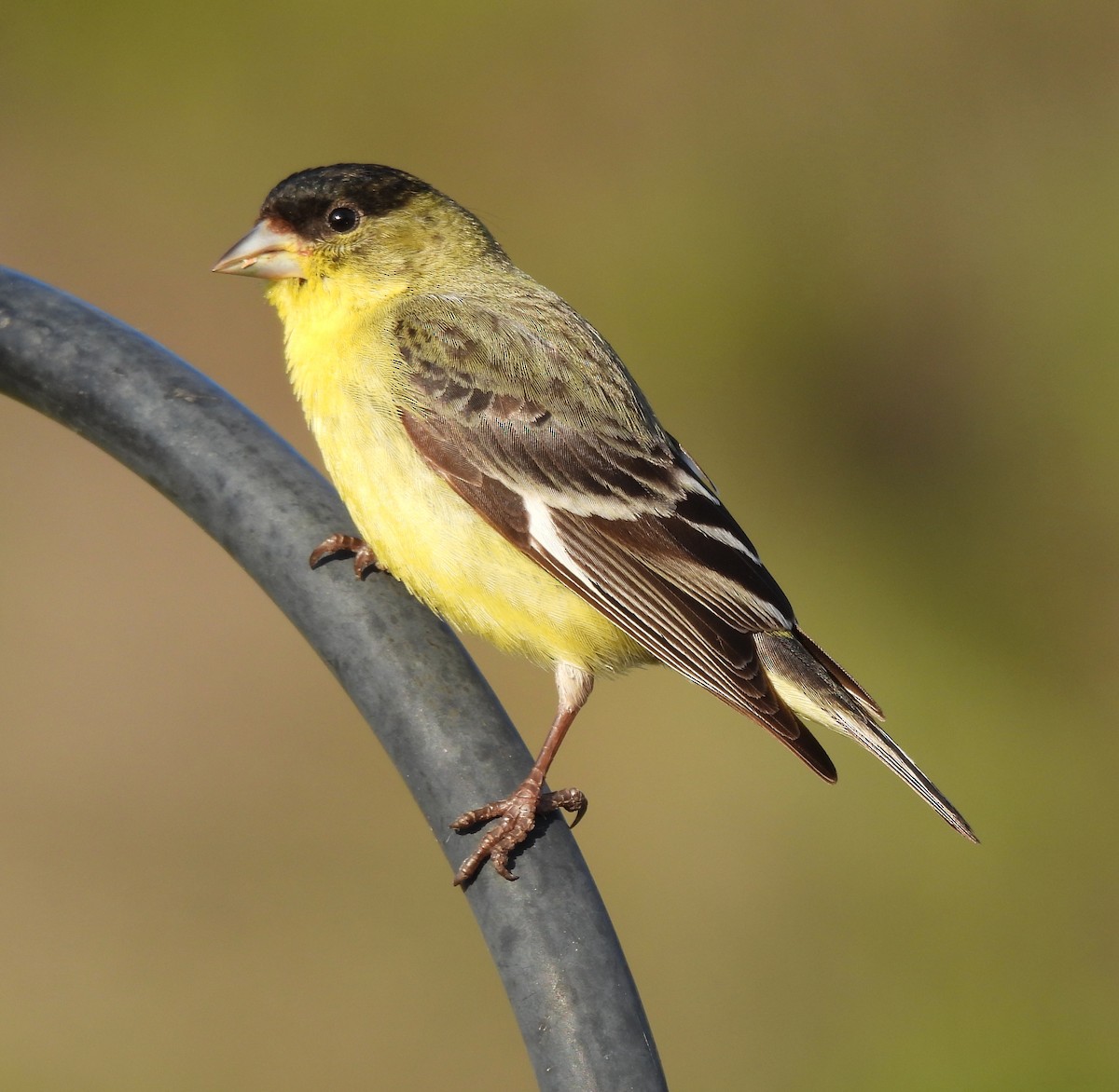Lesser Goldfinch - Bill Pelletier