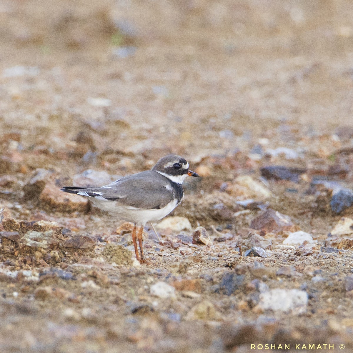 Common Ringed Plover - ML436904231