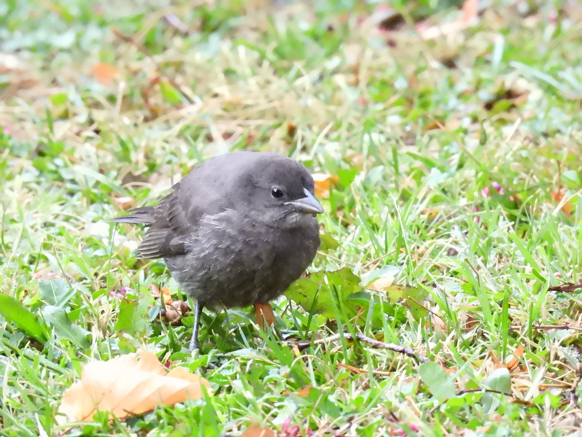 Austral Blackbird - Benedick Furniss