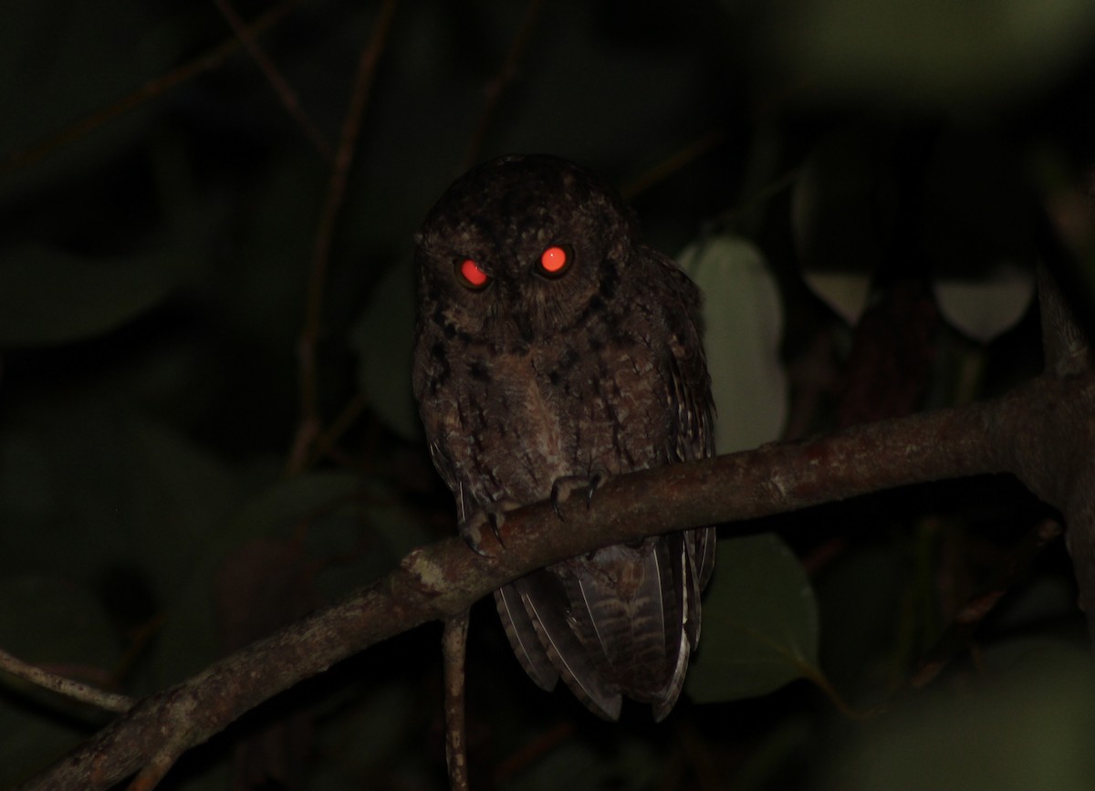 Seychelles Scops-Owl - ML436905191