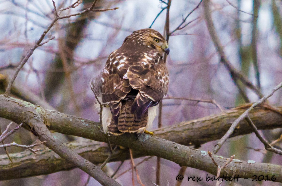 Red-tailed Hawk - ML43690631