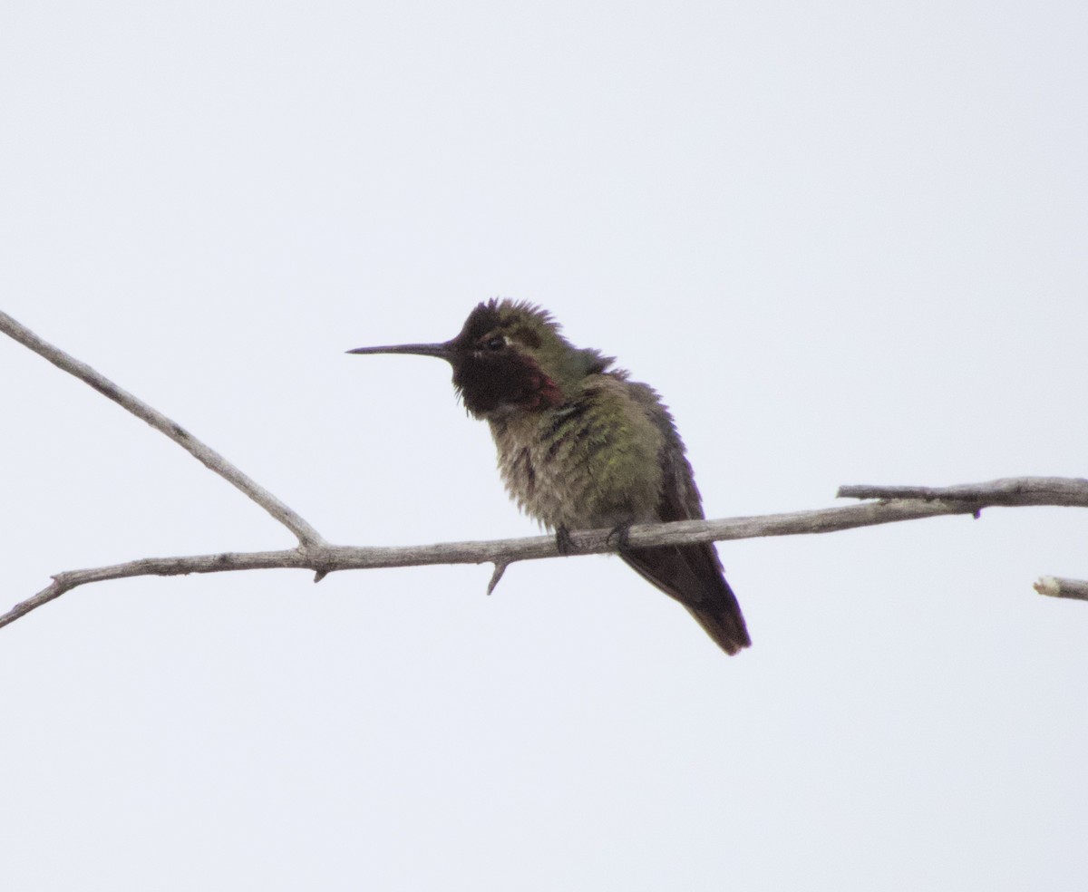 Anna's Hummingbird - ML436909871