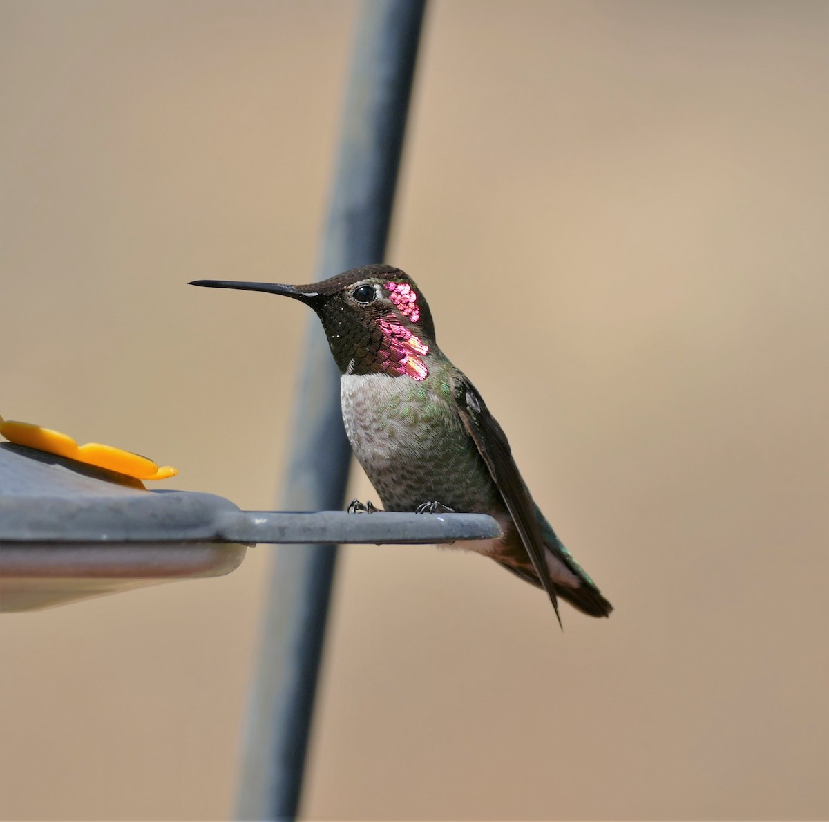 Anna's Hummingbird - ML436910901