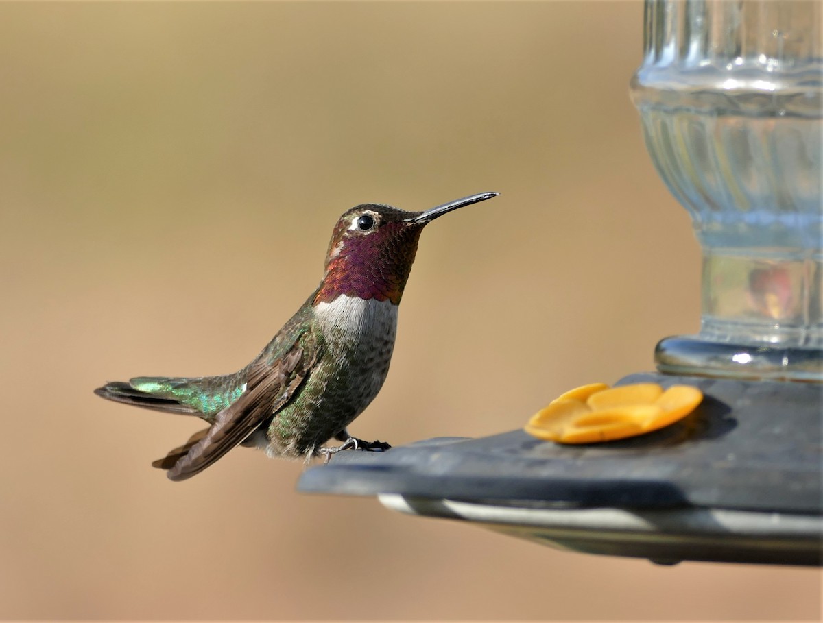 Anna's Hummingbird - ML436910981