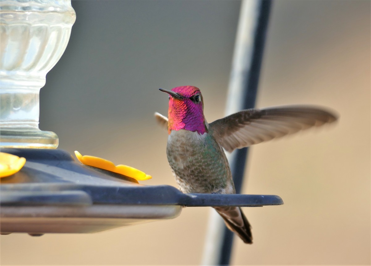 Anna's Hummingbird - ML436911031