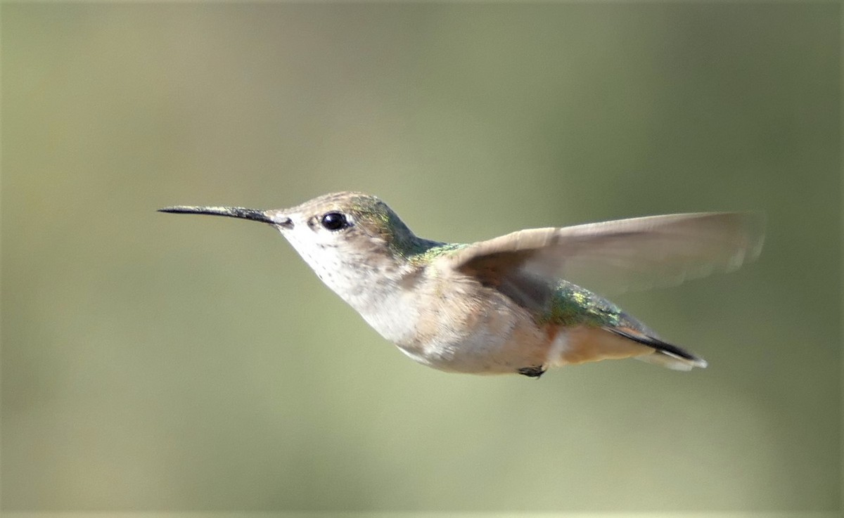 Allen's Hummingbird - ML436911091