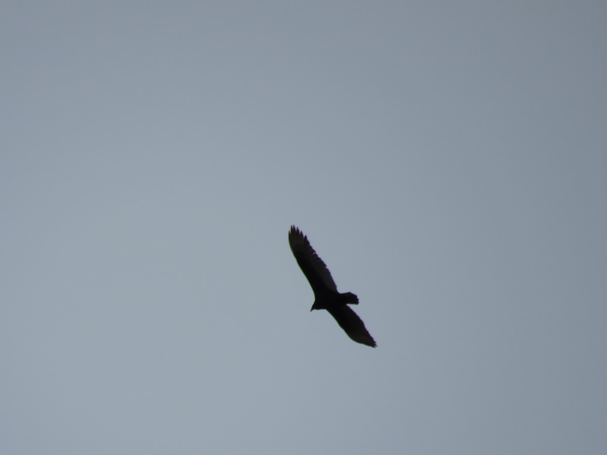 Turkey Vulture - Calen Randall