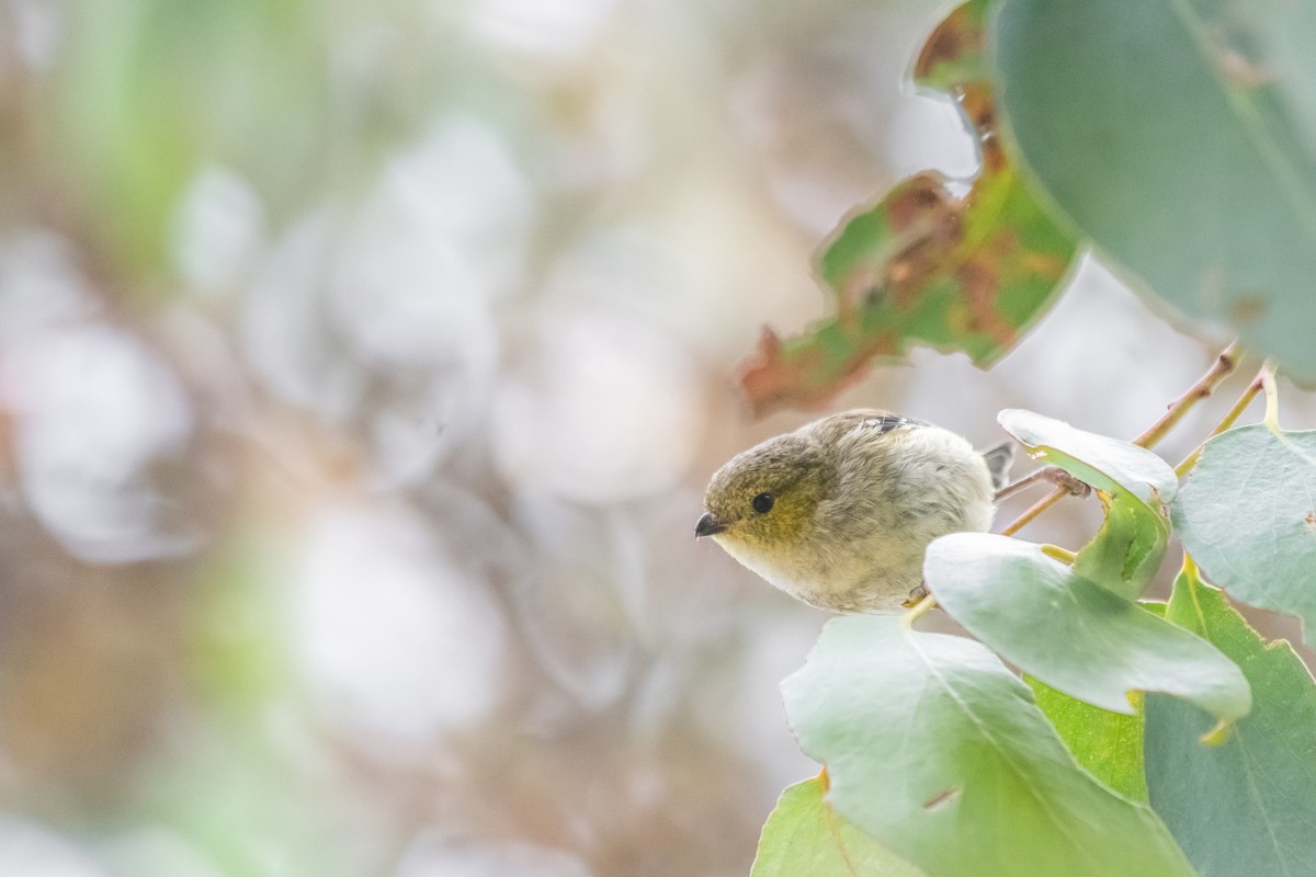 Forty-spotted Pardalote - ML436914361