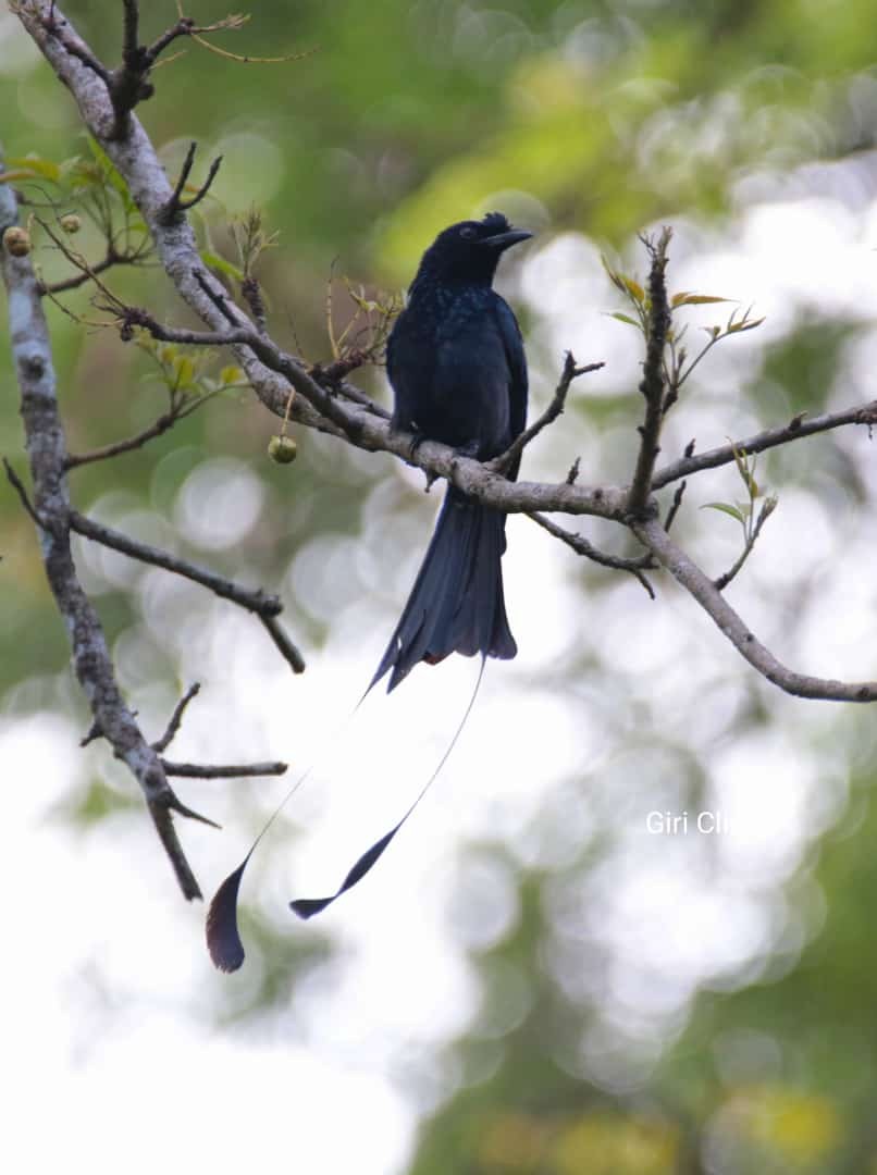 Greater Racket-tailed Drongo - ML436918231