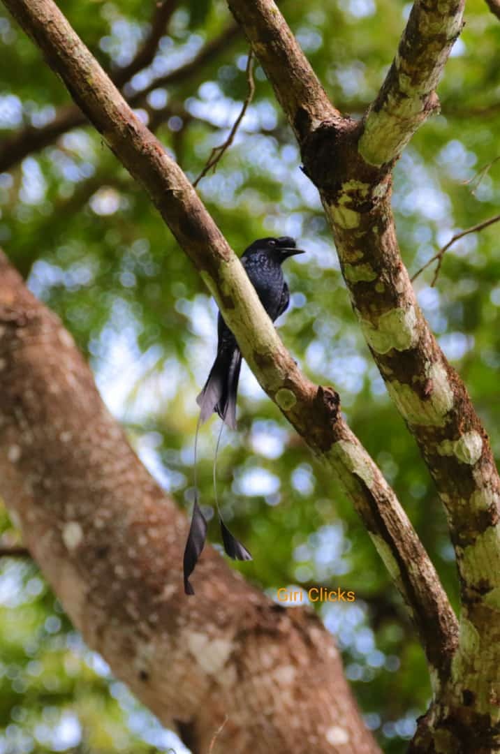 Greater Racket-tailed Drongo - ML436918241