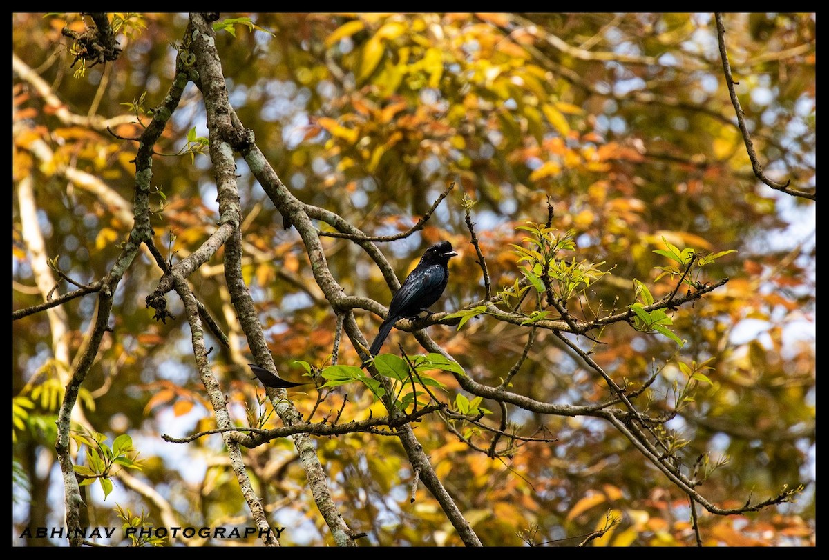 Greater Racket-tailed Drongo - ML436918251