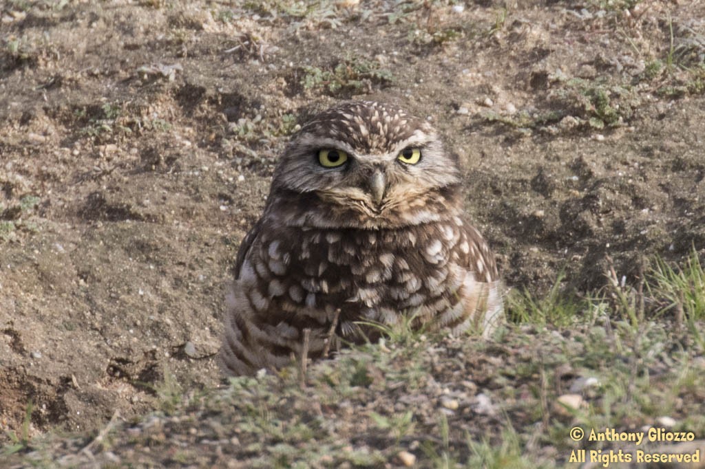 Burrowing Owl - ML43692051