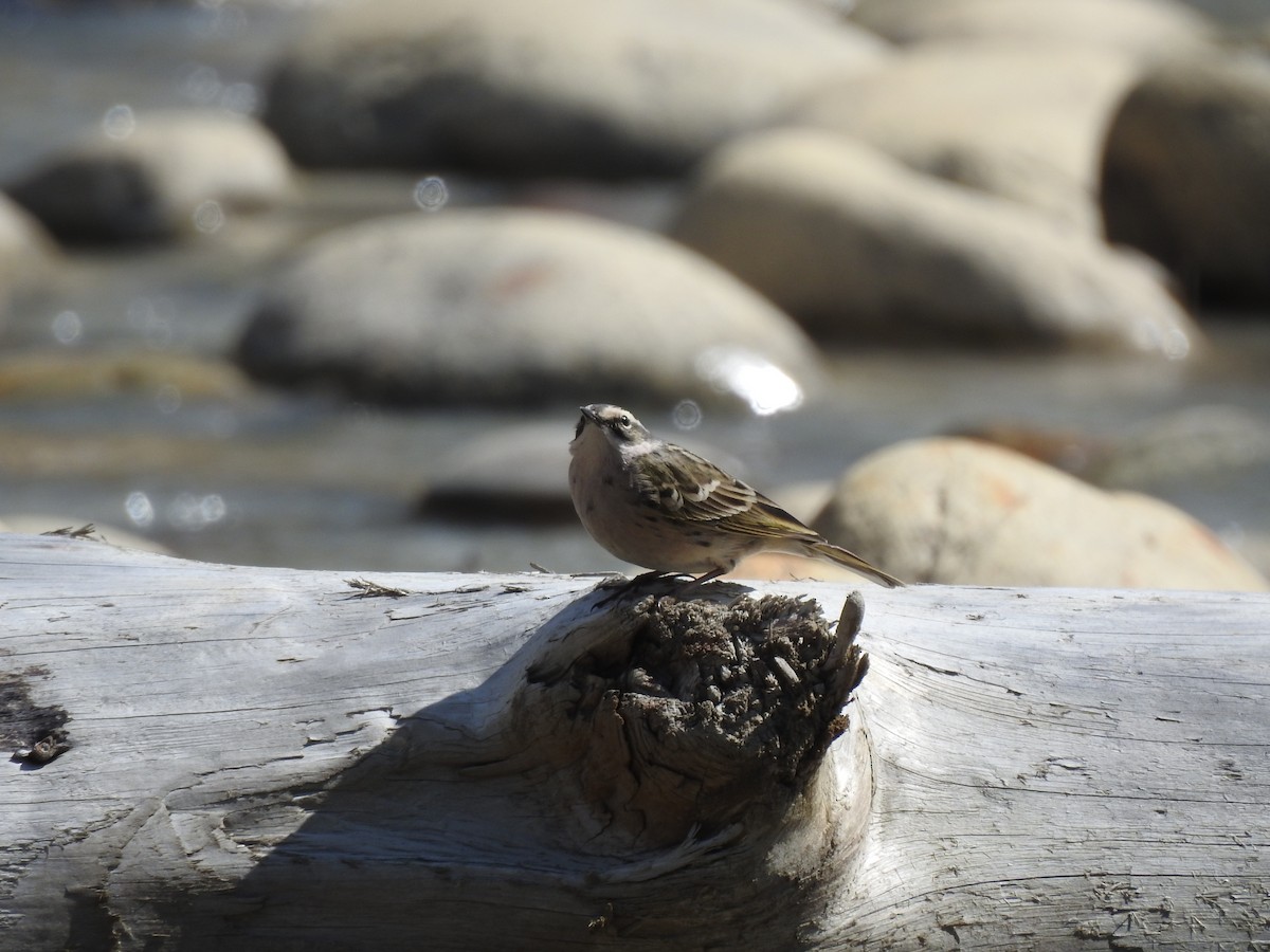Rosy Pipit - ML436920991