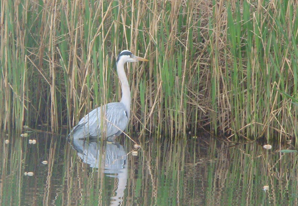 eBird Checklist - 18 Apr 2022 - Brockwell Park - 49 species