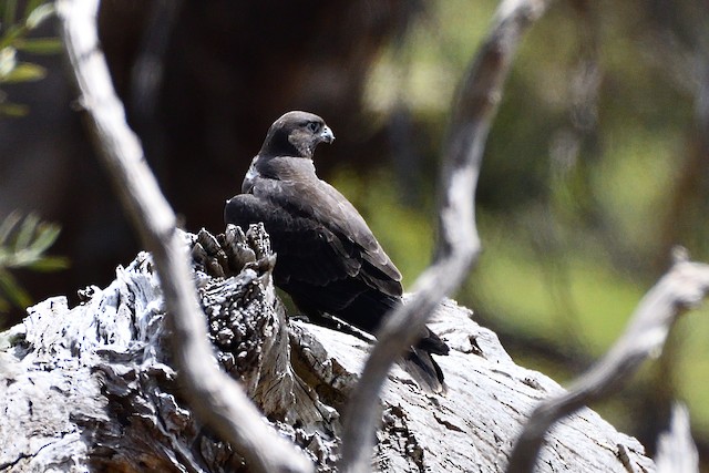 Juvenile dorsal view. - Black Falcon - 