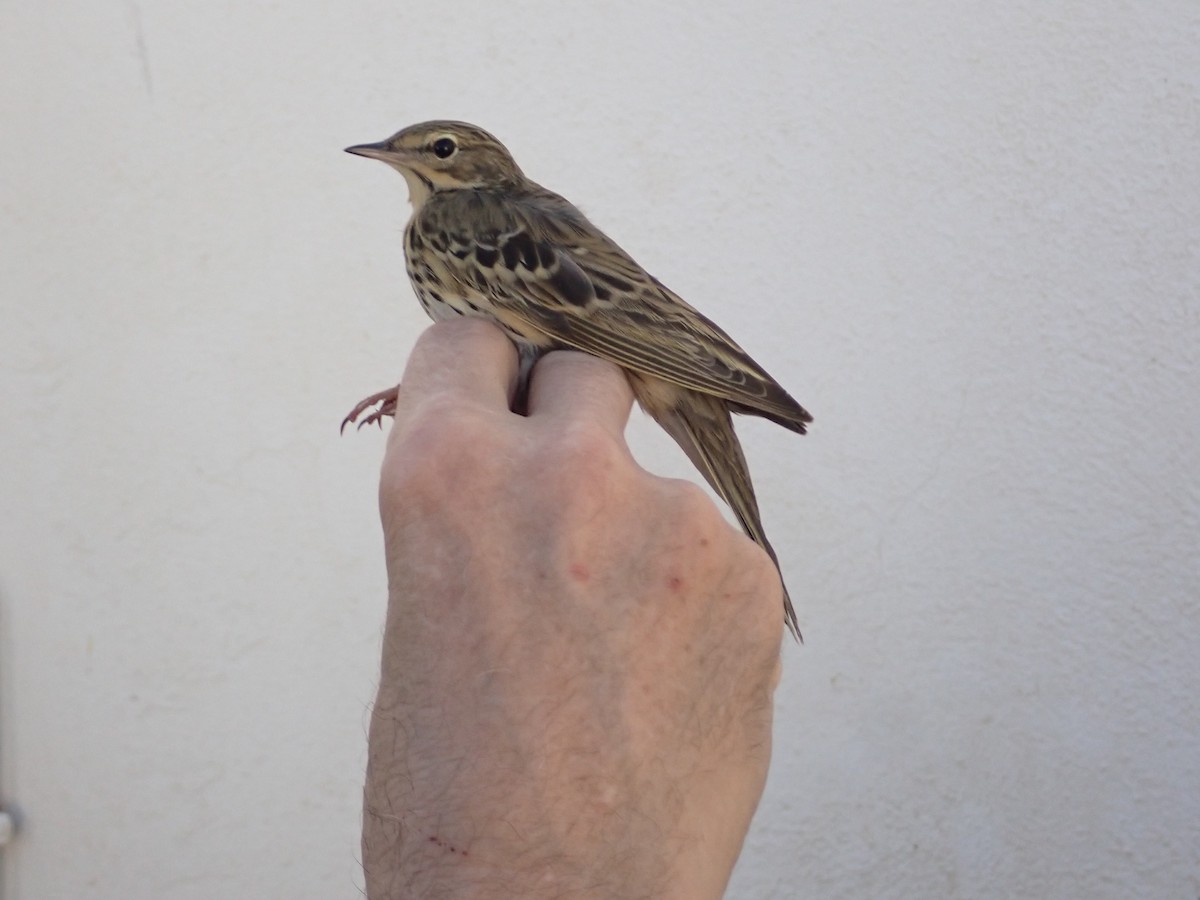 Tree Pipit - Rupert Quinnell