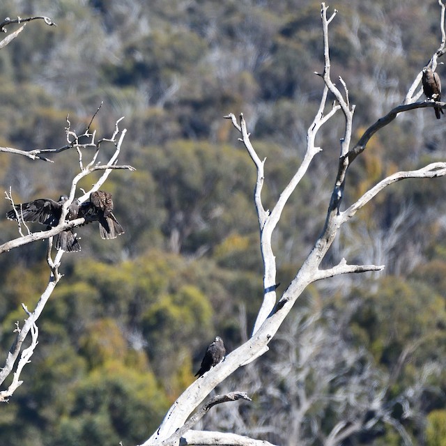 Adults and fledglings; October, Victoria, Australia. - Black Falcon - 