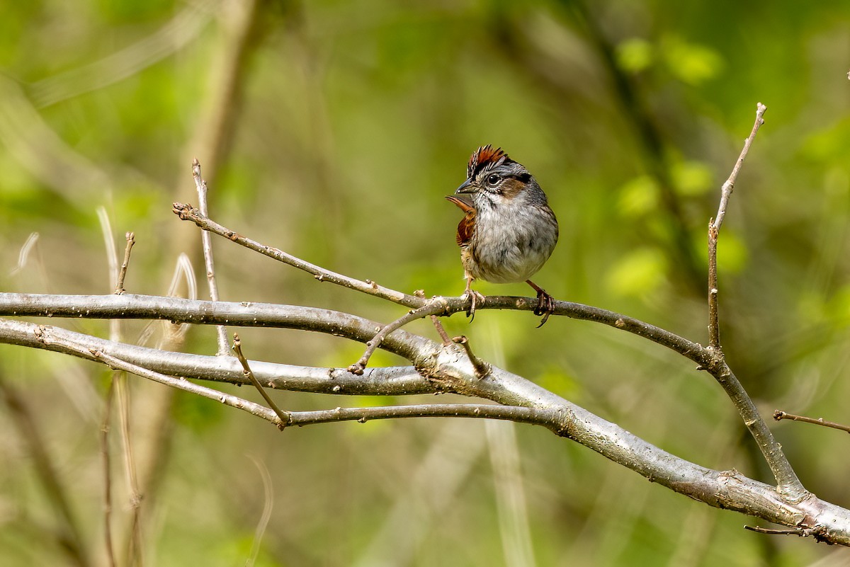 Swamp Sparrow - ML436934511