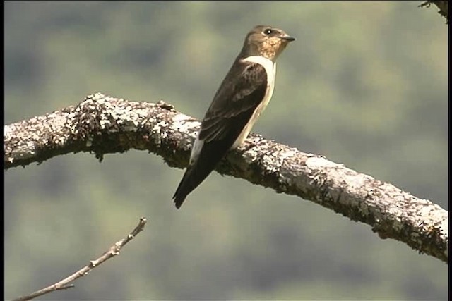 Southern Rough-winged Swallow - ML436936