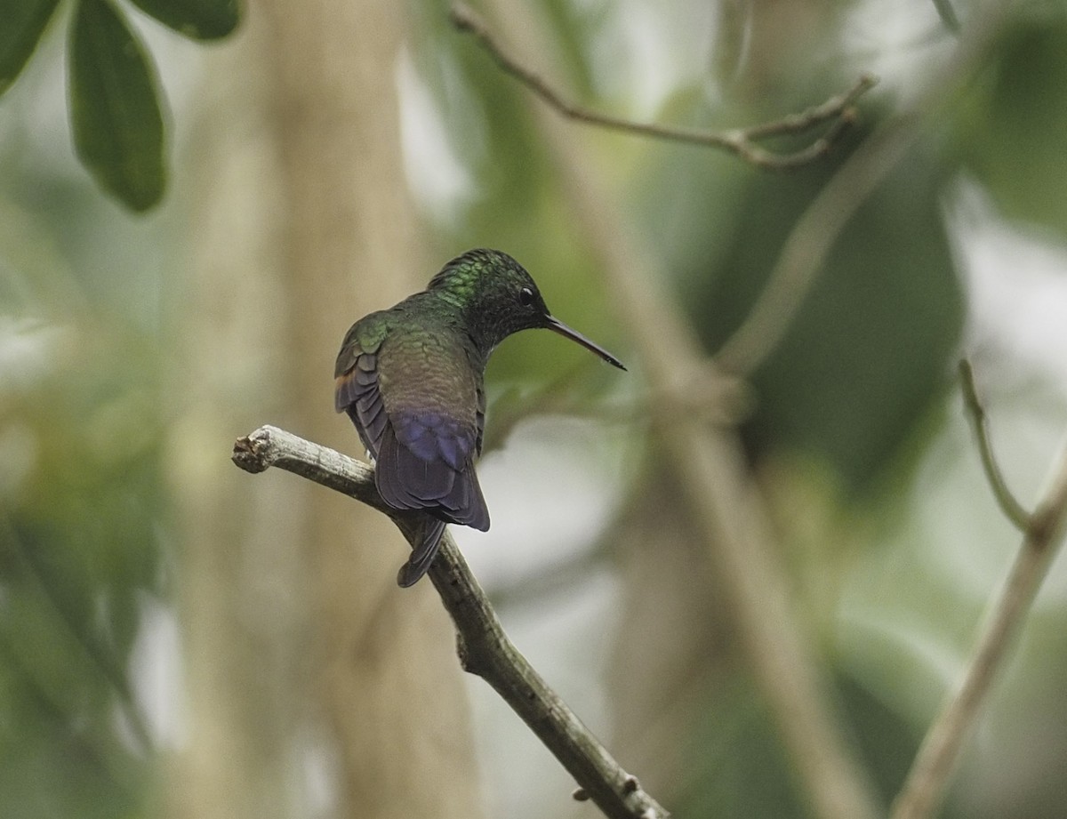 Blue-tailed Hummingbird - ML436938831