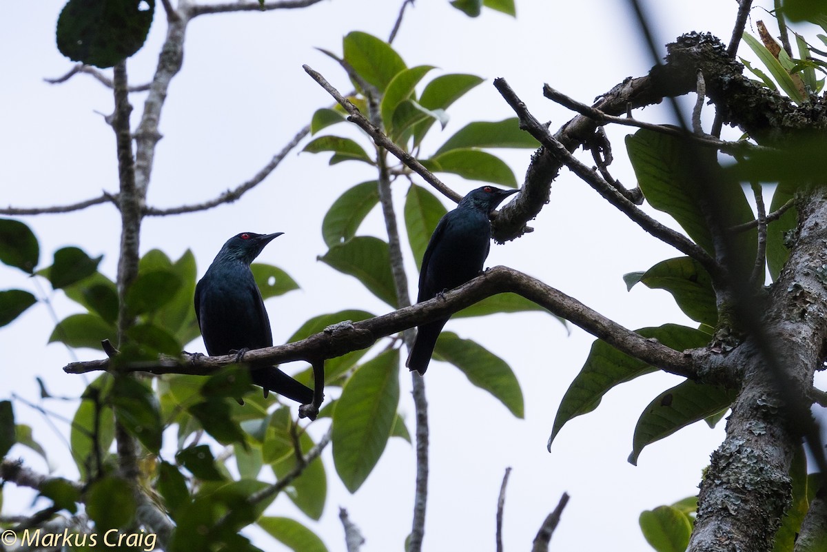 Short-tailed Starling - ML43694121