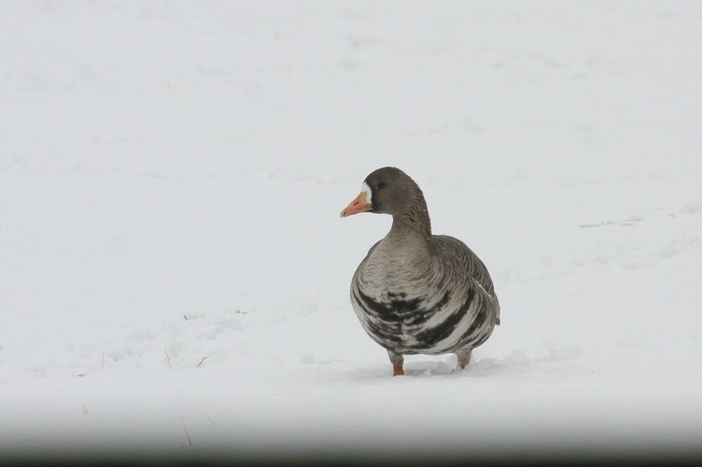 Greater White-fronted Goose - ML43694181
