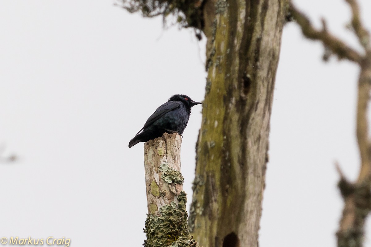Short-tailed Starling - Markus Craig