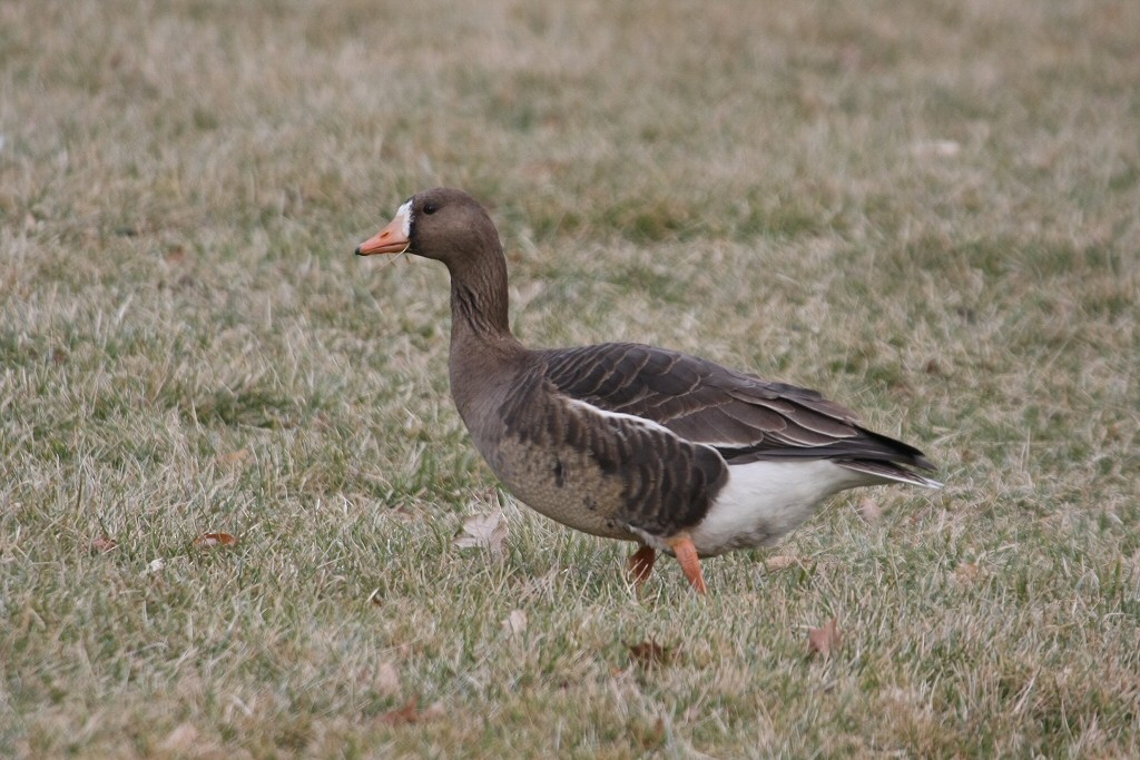Greater White-fronted Goose - ML43694331