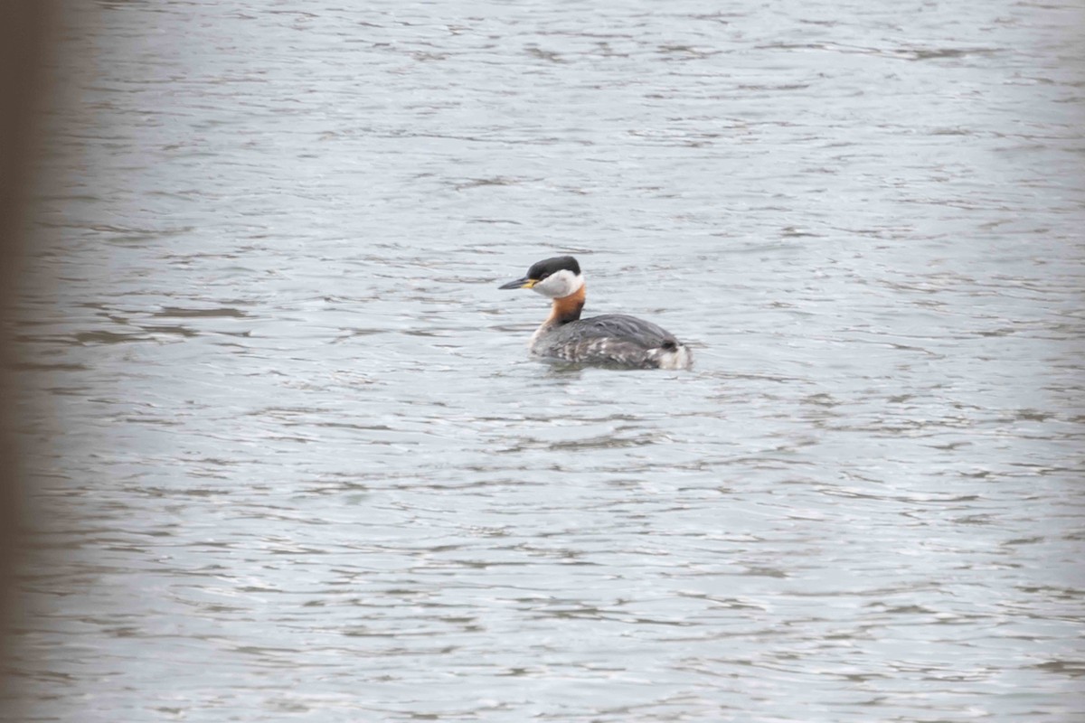 Red-necked Grebe - ML436945481