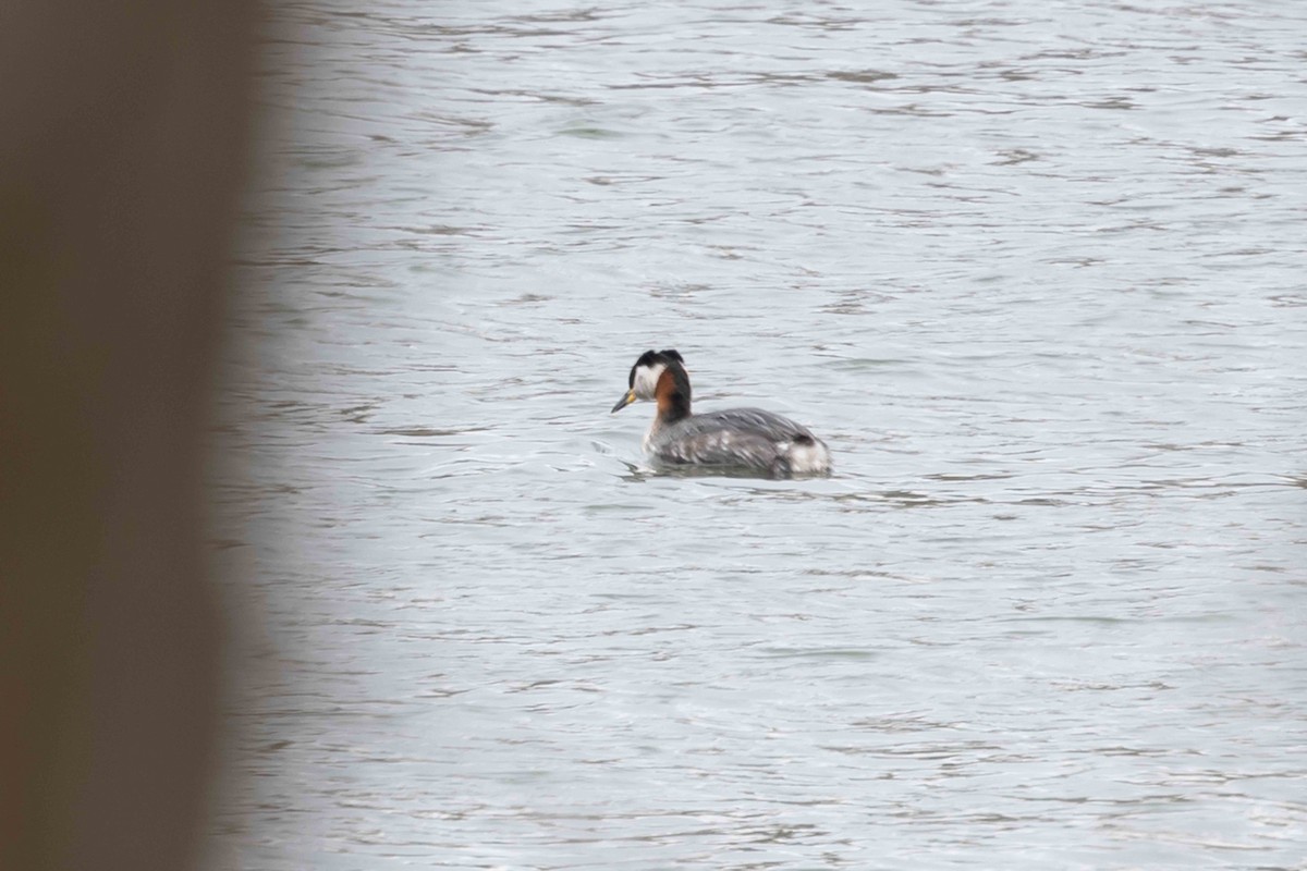 Red-necked Grebe - ML436945501