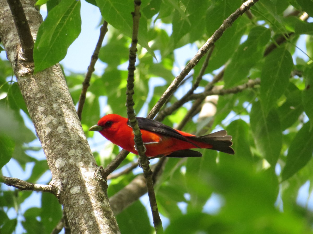 Scarlet Tanager - ML43694591