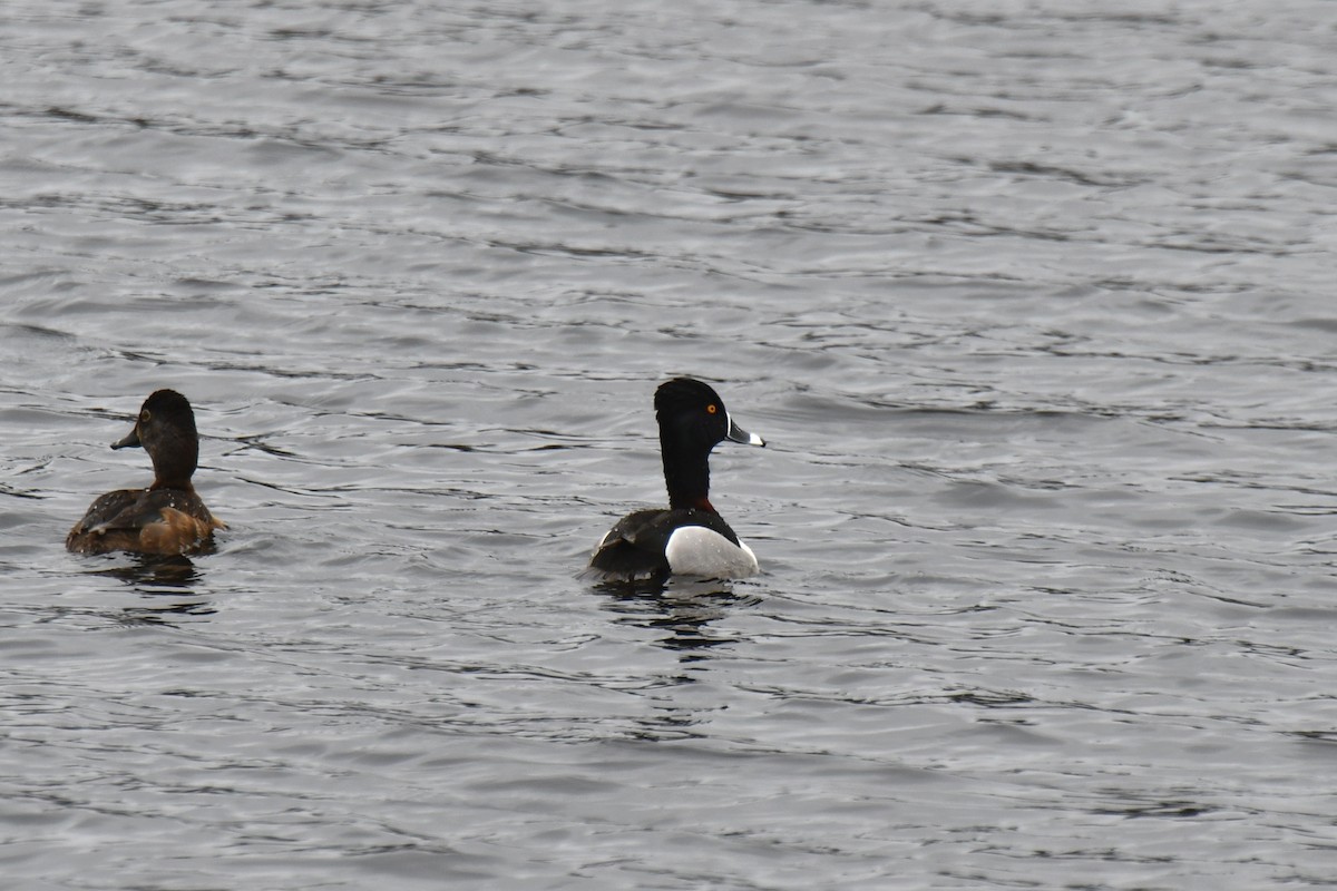 Ring-necked Duck - ML436959831