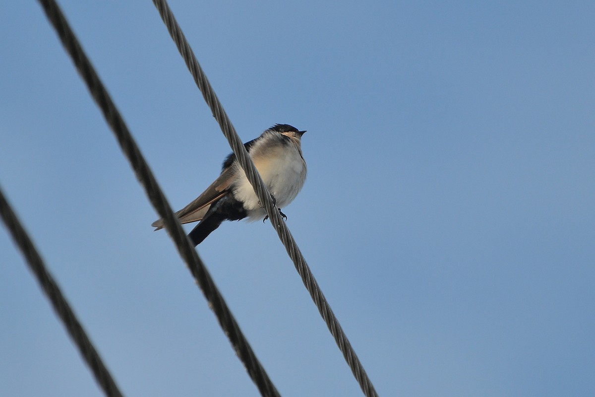 Blue-and-white Swallow - ML436962581
