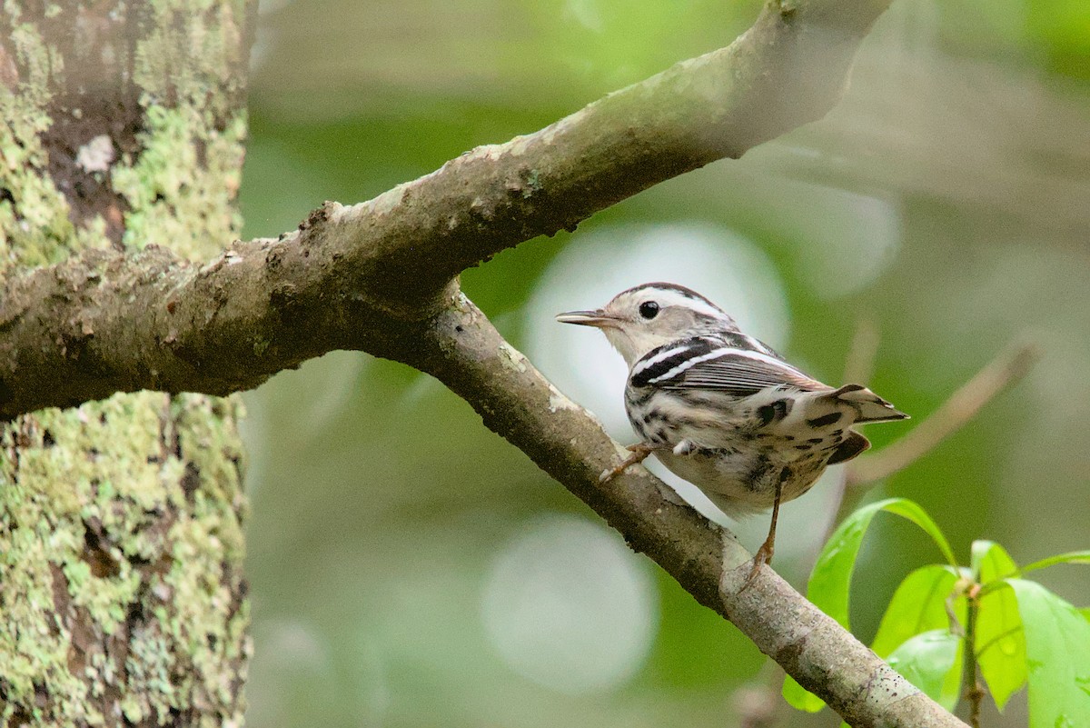 Black-and-white Warbler - ML436969531