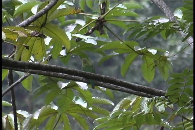 arassari bělohrdlý (ssp. albivitta/phaeolaemus) - ML436975