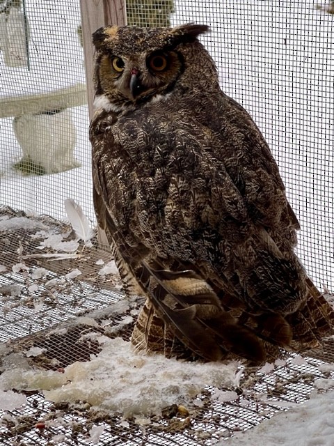 Great Horned Owl - ML436978261