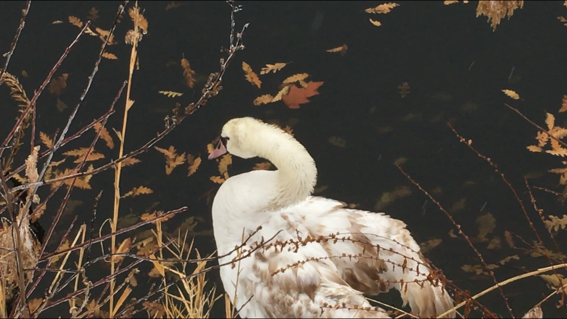 Mute Swan - Ryan Zucker
