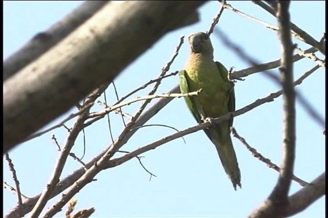 Brown-throated Parakeet (Brown-throated) - ML436986